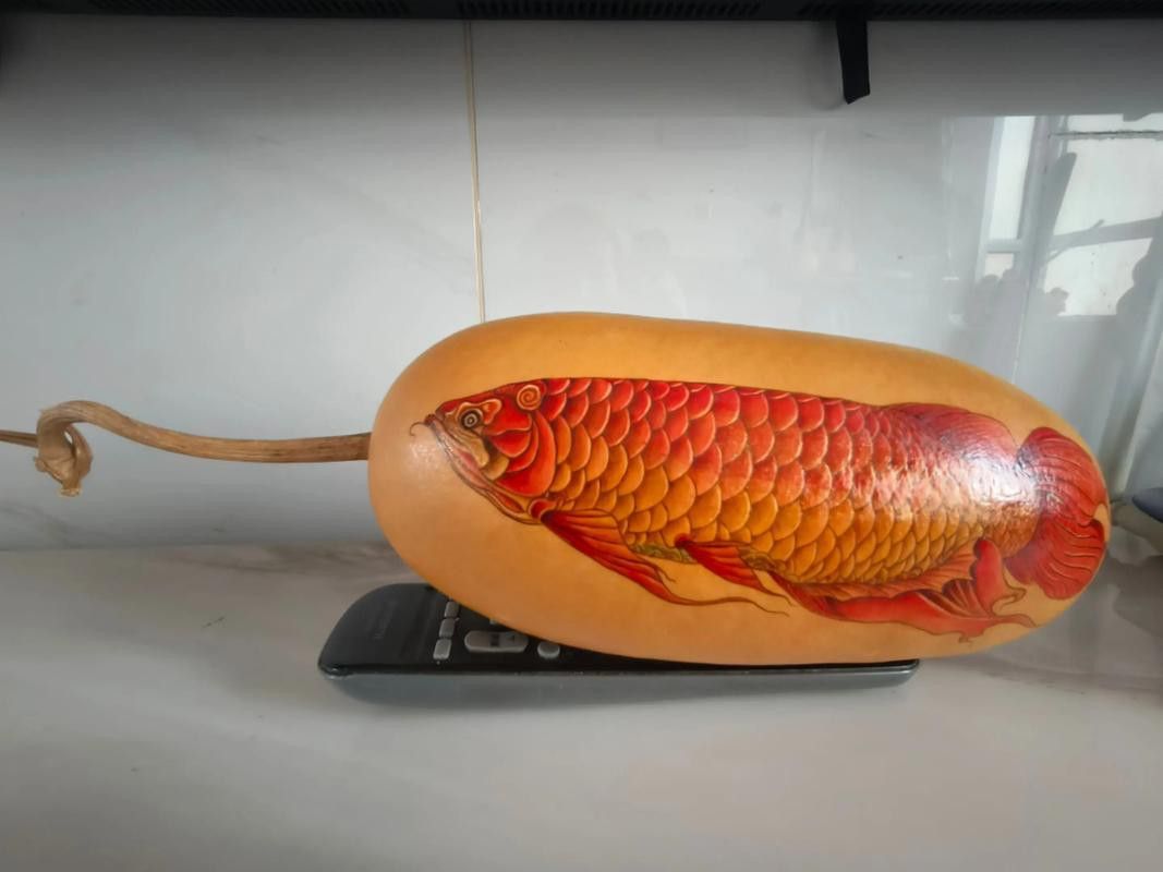 紅龍魚和招財魚混養好嗎圖片對比