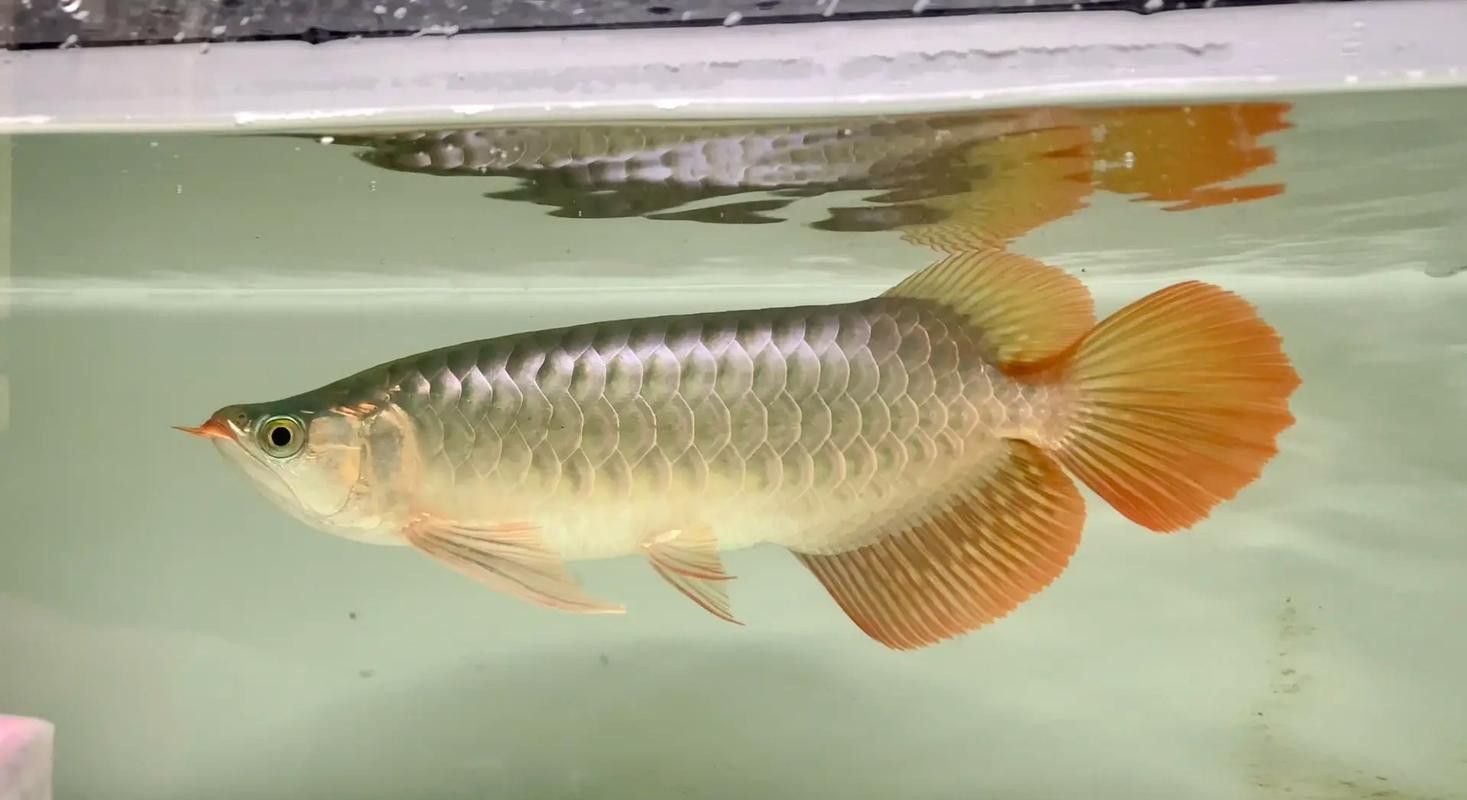 紅龍魚和招財魚混養好嗎圖片對比