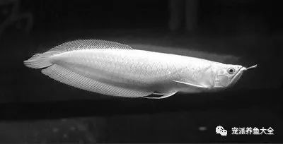 白色的龍魚叫什么名字：關于白色的龍魚的不同稱呼