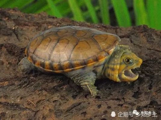 和龍魚一起養的龜是什么龜（和龍魚一起養的龜主要包括以下幾種）