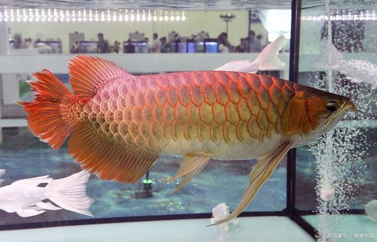 金龍紅龍魚圖片大全欣賞
