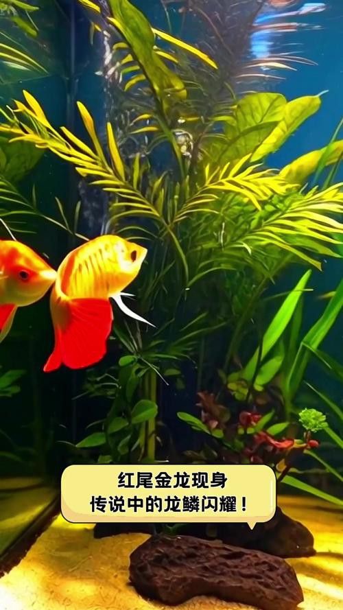 金龍紅龍魚圖片大全欣賞