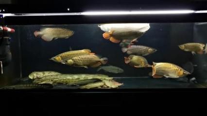關刀魚和龍魚混養視頻：關刀魚可以和什么魚混養
