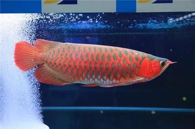 關刀魚和龍魚混養視頻：關刀魚可以和什么魚混養