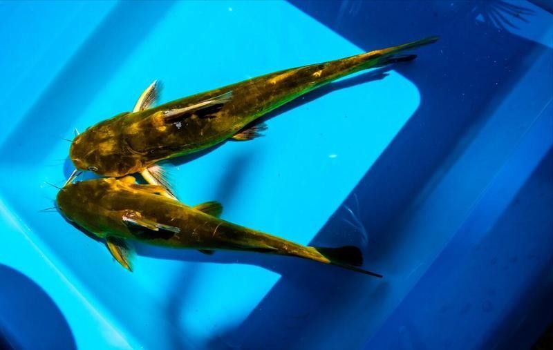黃龍魚肉質怎么樣啊