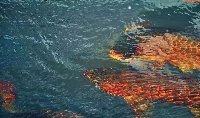 龍魚剛回來：龍魚入缸前的水溫適應技巧，新購龍魚的喂食時機及解決方法