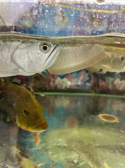 小缸能養銀龍魚嗎圖片大全