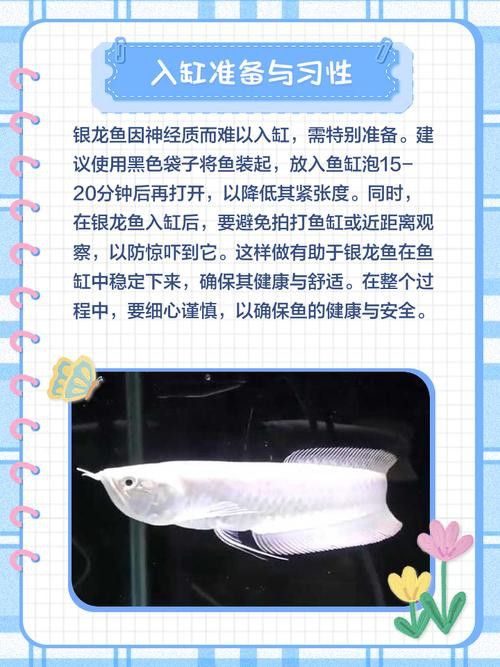 小缸能養銀龍魚嗎圖片大全