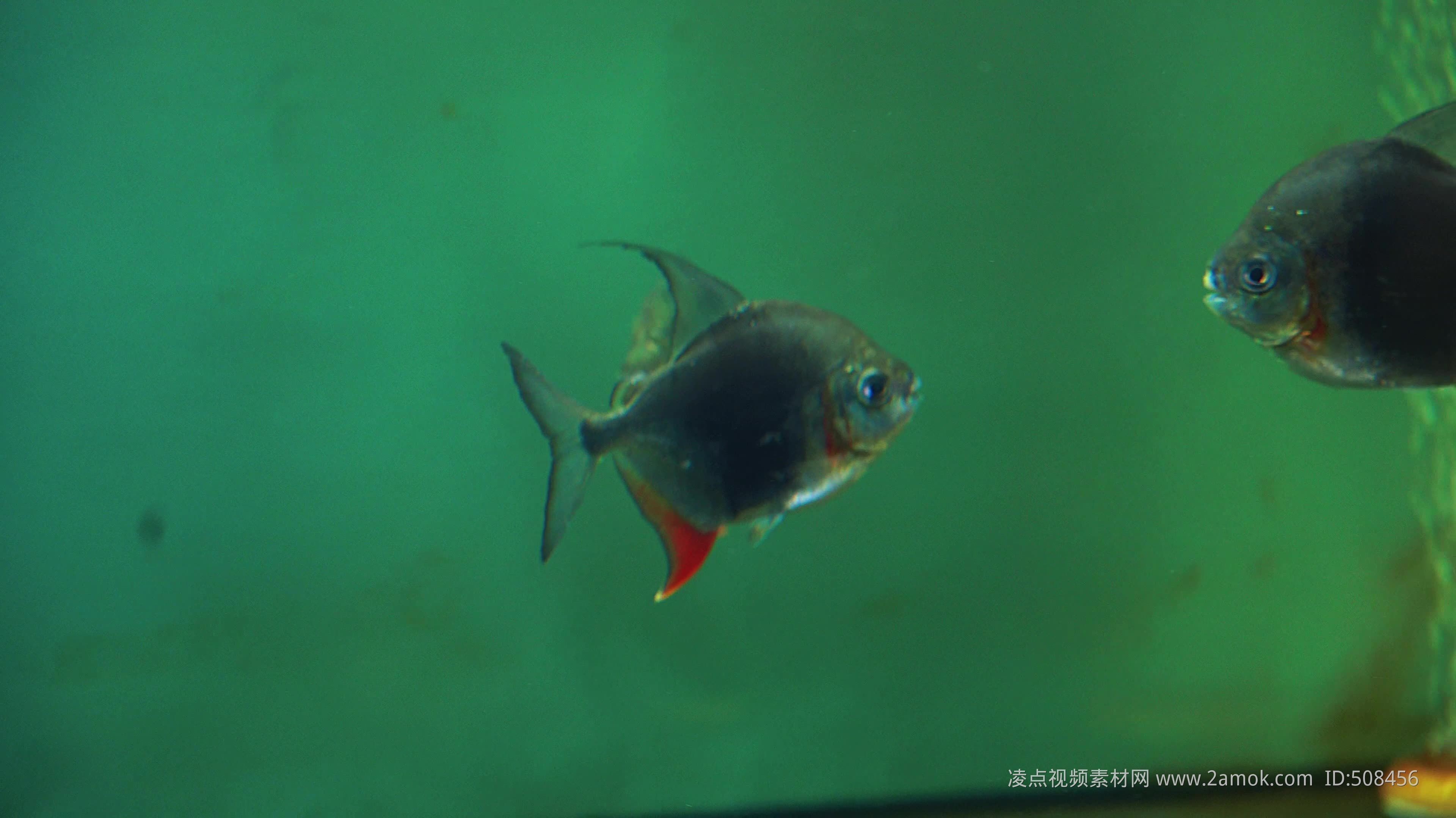 黑桃a魚能和金龍魚一起養嗎：黑桃a魚能和金龍魚一起養嗎， 黑桃a魚能和金龍魚一起養嗎：黑桃a魚能和金龍魚一起養嗎， 龍魚百科 第2張