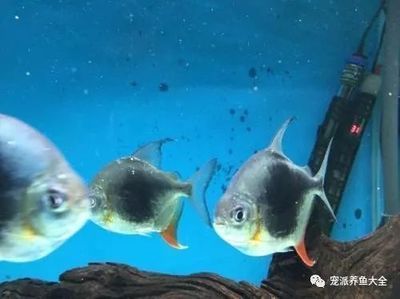 黑桃a魚能和金龍魚一起養嗎：黑桃a魚能和金龍魚一起養嗎， 黑桃a魚能和金龍魚一起養嗎：黑桃a魚能和金龍魚一起養嗎， 龍魚百科 第3張