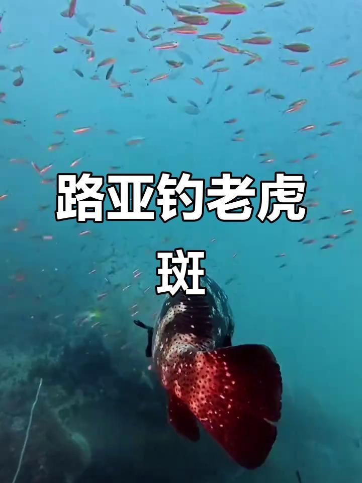 老虎石斑魚