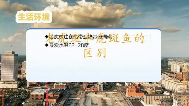 老虎石斑魚