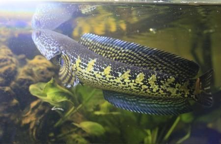 白化雷龍魚怎么養