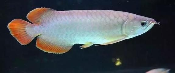 哪種龍魚好看又漂亮又好養(yǎng)又好養(yǎng)：好看又漂亮的龍魚品種