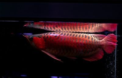 哪種龍魚好看又漂亮又好養(yǎng)又好養(yǎng)：好看又漂亮的龍魚品種