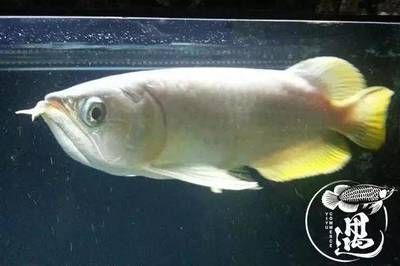 哪種龍魚好看又漂亮又好養(yǎng)又好養(yǎng)：好看又漂亮的龍魚品種