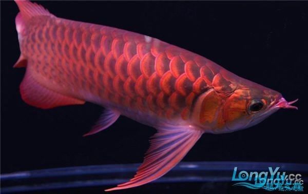 龍魚(yú)幾年產(chǎn)卵
