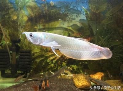 喂養銀龍魚：喂養銀龍魚的注意事項