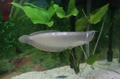 喂養銀龍魚：喂養銀龍魚的注意事項
