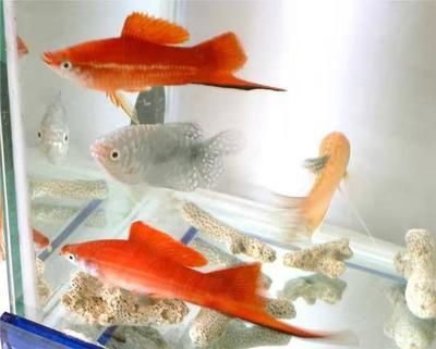 新龍魚入缸不吃食怎么辦？：新龍魚入缸不吃食怎么辦