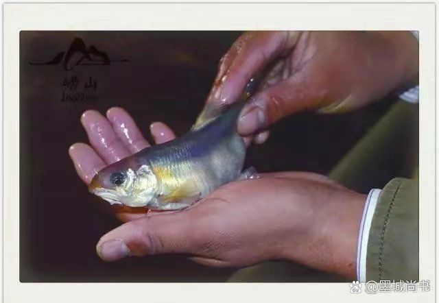 嶗山最出名的三個(gè)魚(yú)
