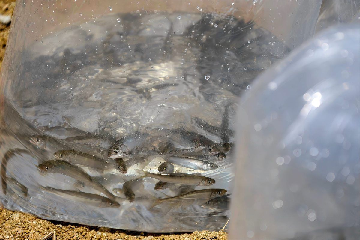嶗山最出名的三個(gè)魚(yú)
