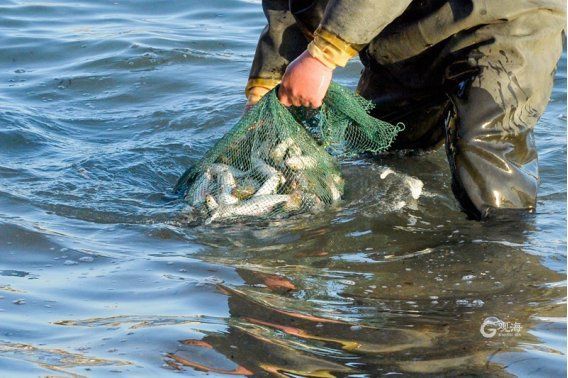 嶗山最出名的三個(gè)魚(yú)