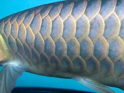 龍魚鱗片中間有洞怎么治療（龍魚鱗片中間有洞可能是由于多種原因造成的）