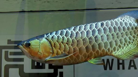 金龍魚原創視頻大全