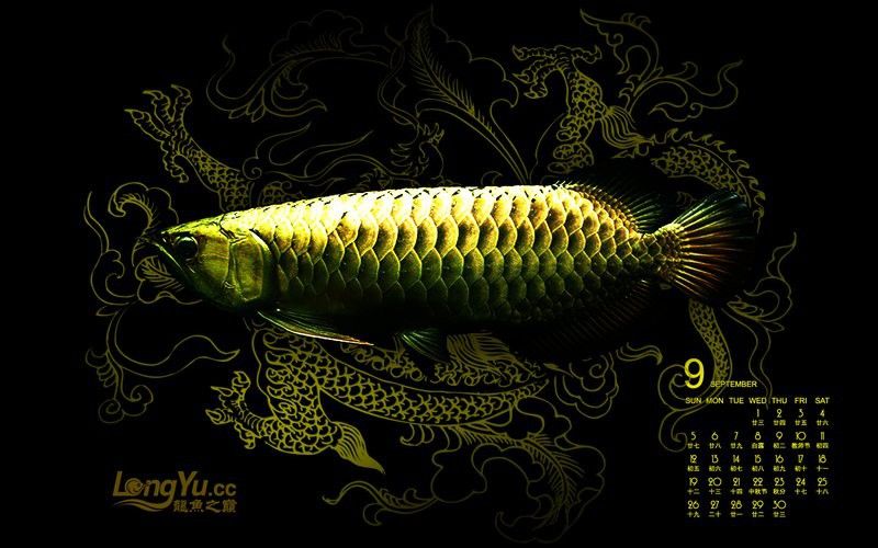 推薦幾款受歡迎的紅龍魚壁紙