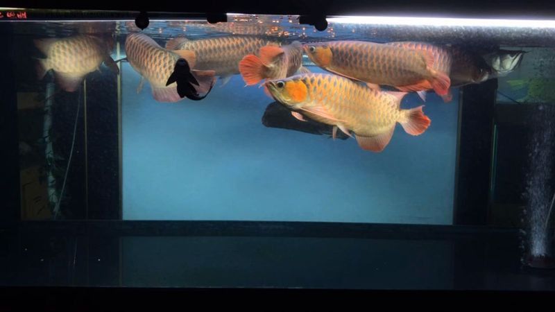 金龍紅龍魚混養(yǎng)視頻大全最新