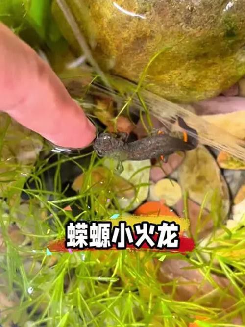 小火龍魚好養嗎？