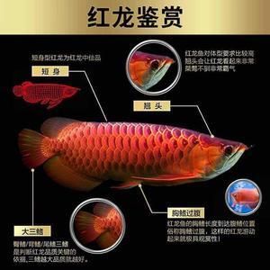 紅龍魚(yú)鑒賞特點(diǎn)有哪些（如何鑒賞紅龍魚(yú)）
