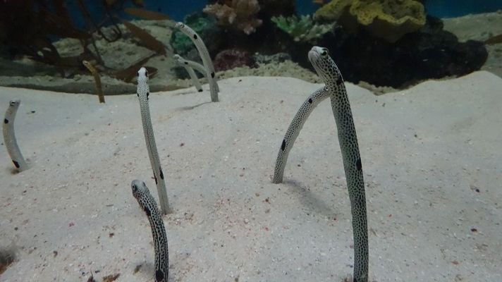六角恐龍魚咬人怎么辦：六角恐龍魚在夏季保持適宜的體溫