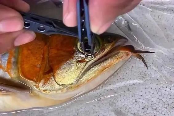 龍魚為什么會掉眼睛（龍魚掉眼怎么辦）