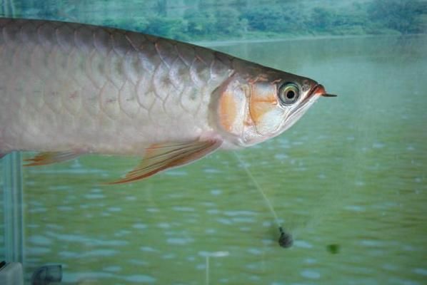 龍魚為什么會掉眼睛（龍魚掉眼怎么辦）