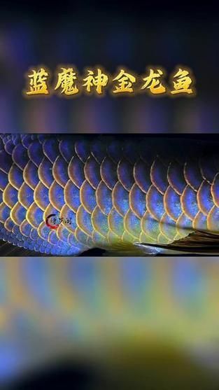 龍魚芯片真假對照圖