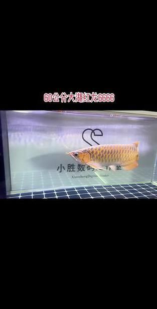 龍魚芯片真假對照圖
