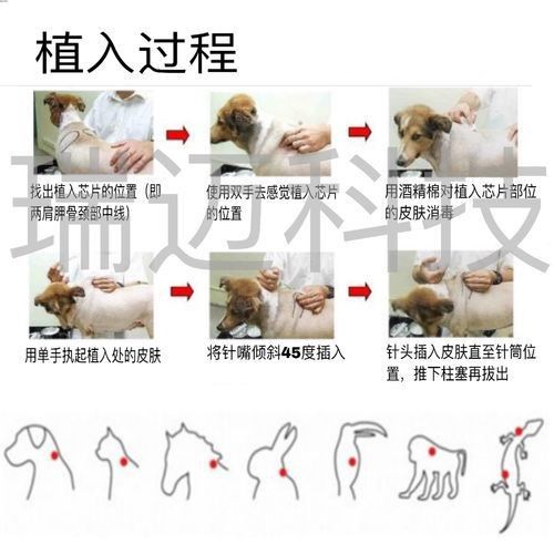龍魚芯片真假對照圖