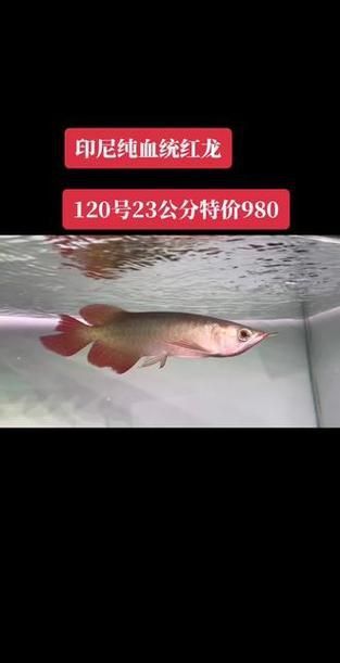 龍魚芯片真假對照圖