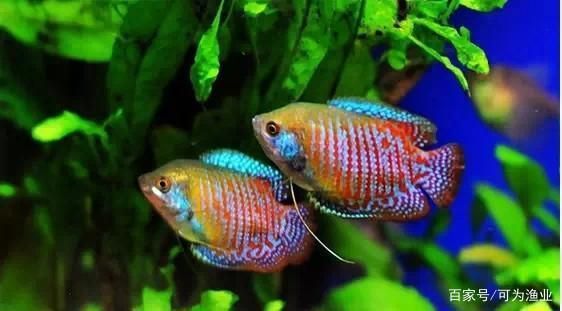 魚缸水發黃什么原因（如何正確使用水質凈化劑魚缸藻類繁殖的防治方法） 魚缸水發黃什么原因（如何正確使用水質凈化劑魚缸藻類繁殖的防治方法） 龍魚百科 第6張