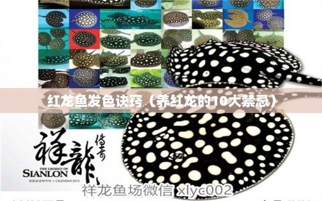 紅龍魚怎樣養(yǎng)快紅（如何讓紅龍魚變得更紅）