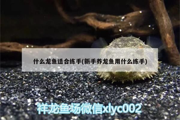 哪種龍魚適合練手，適合初學者練手的龍魚品種