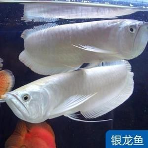 養(yǎng)招財好還是金龍魚好（養(yǎng)招財魚好還是金龍魚好？）
