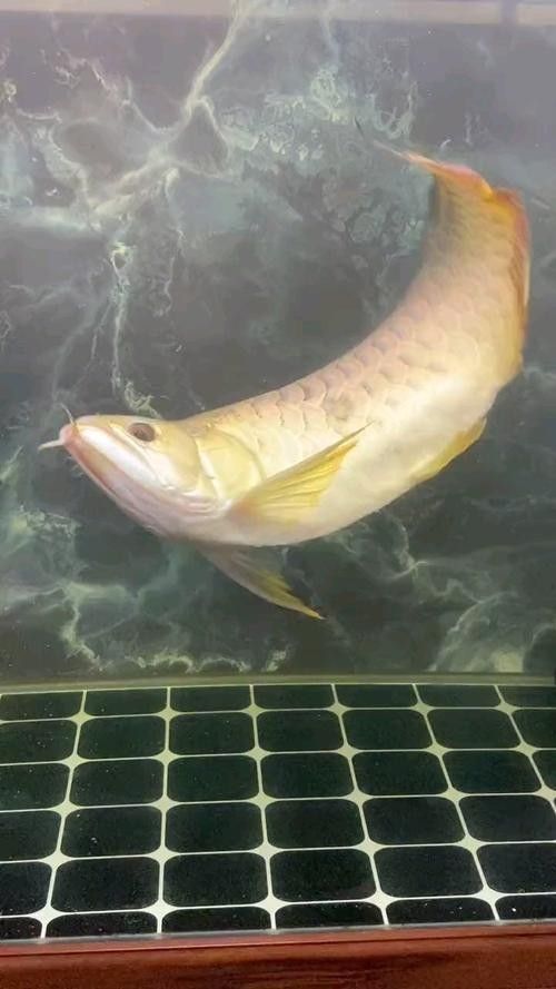 龍魚為什么會蒙眼呢圖片