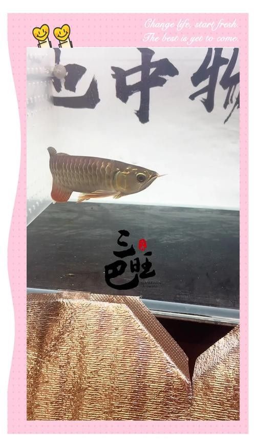 龍魚為什么會蒙眼呢圖片