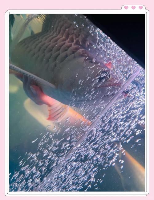 龍魚為什么會蒙眼呢圖片