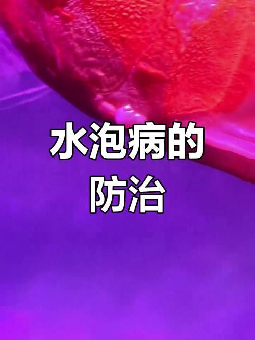 龍魚為什么會蒙眼呢圖片