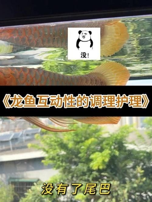 龍魚為什么會蒙眼呢圖片