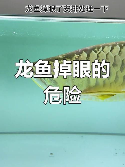 龍魚為什么會蒙眼呢圖片